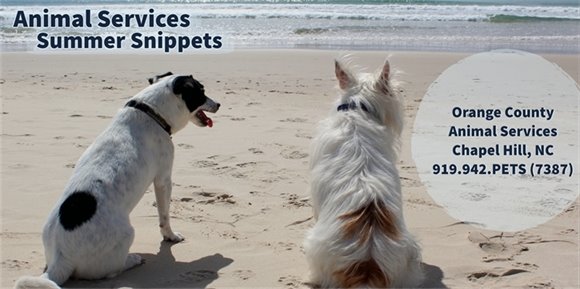 Summer Snippets Banner