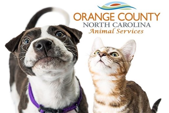 Everything August 2019 at Orange County Animal Services