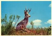 Jackalope
