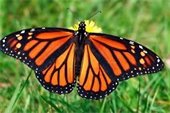 Monarch butterfly