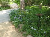 NC Botanical Gardens - Chapel Hill - garden path along flower beds and trees