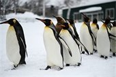 Penguins