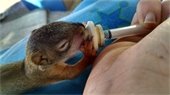Infant orphan squirrel being hand feed milk with a syringe.