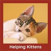 Helping Kittens