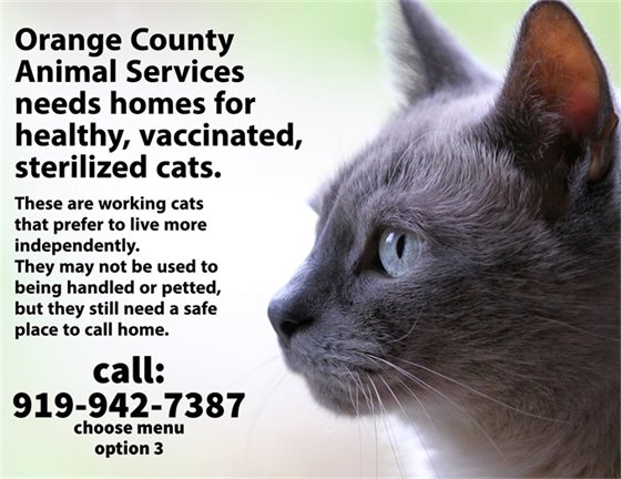 Working Barn Cats Need Homes!