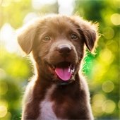 Spay or neuter your pets