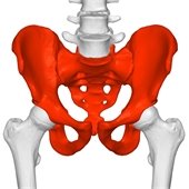 pelvis (anterior view)