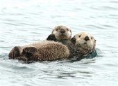 Otter mom and pup