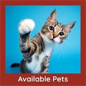 Available Pets