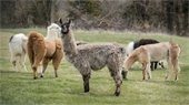 Llamas in field