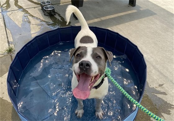 Photo of dog standing in bucket