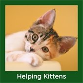 Helping Kittens!