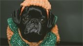 pug - pumpkin costume