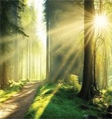 Sunlight through forest trees.