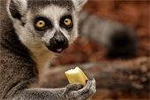 Close-up shot of a cute lemur holding/eating fruit and looking at the camera.