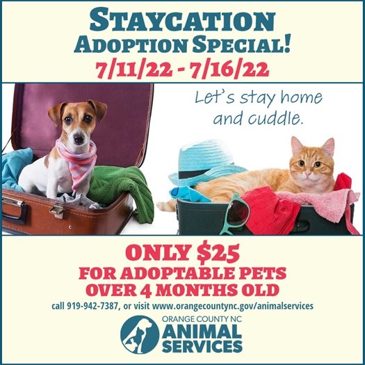 Staycation Adoption S[ecial