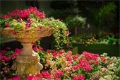 garden - flowers - bird bath