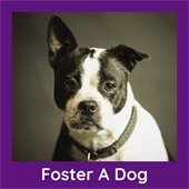 Foster A Dog