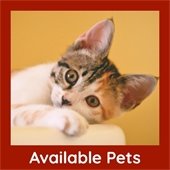 Available Pets