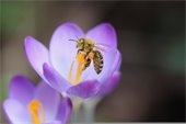 crocus flower - bee - pollen