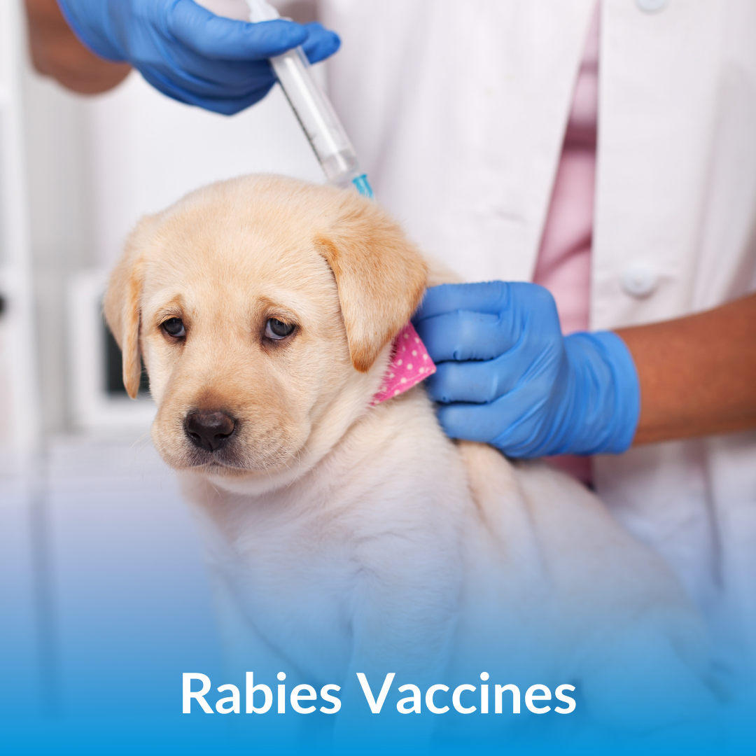 Rabies Vaccines