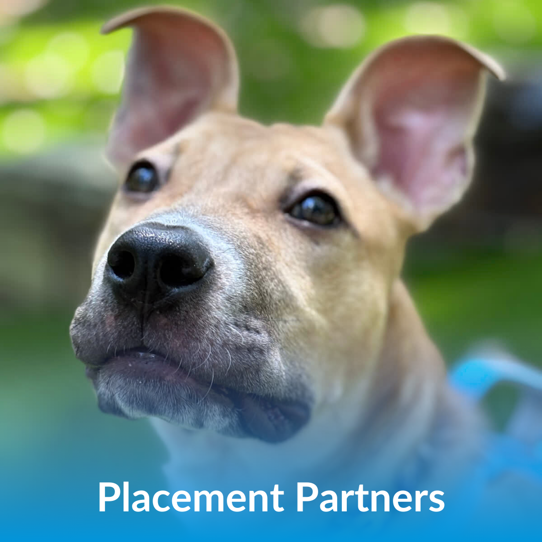 Placement Partners