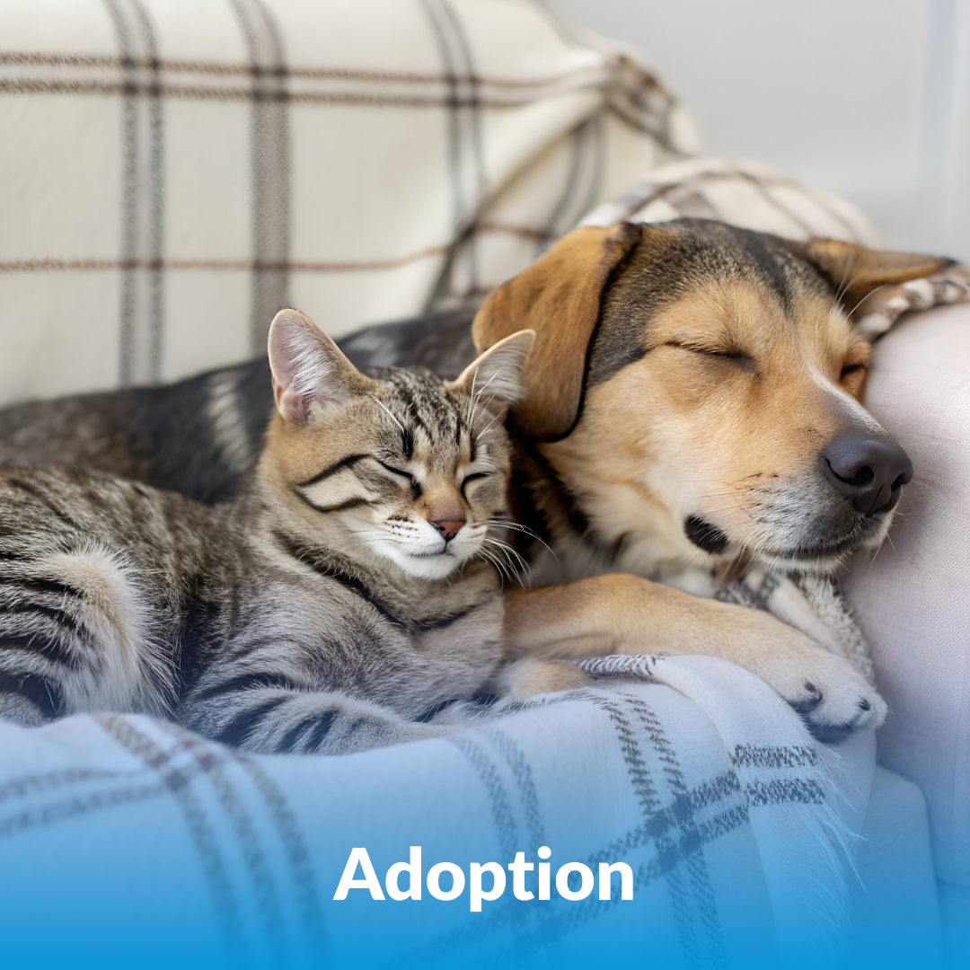 Adoption
