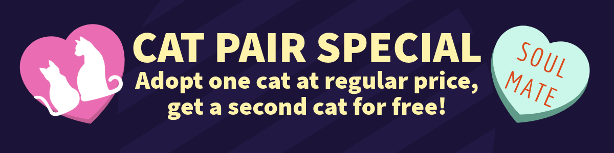 Cat Pair Special: Adopt one cat at regular price, get a 2nd cat for free.